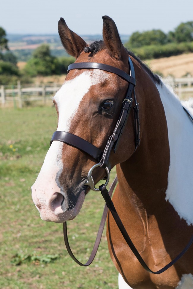 Pony bridle 2025